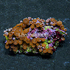 Red People Eater Colony Polyp Rock Zoanthus Indonesia IM (click for more detail)