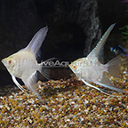 Albino Gold Marble Angelfish (Pair) [Blemish] (click for more detail)
