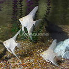 Albino Gold Marble Angelfish (Group of 3) (click for more detail)