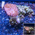 Toadstool Leather Mushroom Coral Vietnam (click for more detail)