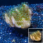 Devil's Hand Leather Coral Vietnam (click for more detail)