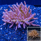 Tree Coral Indonesia (click for more detail)