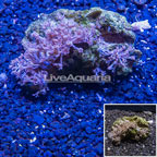 Xenia Coral Vietnam (click for more detail)