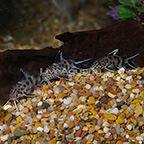 Synodontis Multipunctatus Catfish (Group of 3) (click for more detail)