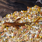 Red Lizard Whiptail (L-10A) Plecostomus (click for more detail)