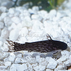 Milky Way Woodcatfish (click for more detail)