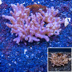 Tree Coral Indonesia (click for more detail)