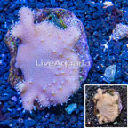 Devil's Hand Leather Coral Indonesia (click for more detail)