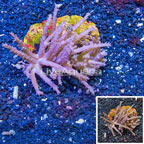 Indonesia Tree Coral (click for more detail)