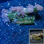 Xenia Coral Vietnam (click for more detail)