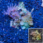 Toadstool and Anthelia Waving Hand Coral Combo Rock Vietnam (click for more detail)