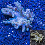 Sinularia Leather Coral Vietnam (click for more detail)