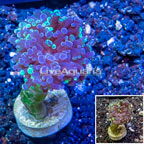 LiveAquaria® Cultured Hammer Coral (click for more detail)