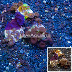 LiveAquaria® Three Pack Cultured Zoanthus and Protopalythoa Coral (click for more detail)