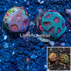 LiveAquaria® Two Pack Cultured Goniastrea Coral and Favia Brain Coral (click for more detail)