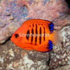 Flame Angelfish (click for more detail)