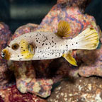 Dogface Puffer (click for more detail)