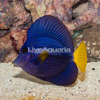 Purple Tang (click for more detail)