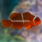Gold Stripe Maroon Clownfish (click for more detail)