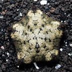 Pillow Sea Star (click for more detail)