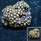 Candy Apple Pink Colony Polyp Rock Zoanthus Indonesia IM (click for more detail)