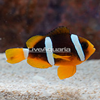 USA Captive-Bred Clarkii Clownfish (click for more detail)