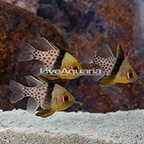 Pajama Cardinalfish (Trio) (click for more detail)