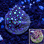 USA Cultured Star Polyp (click for more detail)