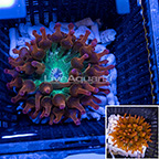 Aquacultured Rose Bubble Tip Anemone (click for more detail)
