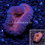 USA Cultured Lobophyllia Coral (click for more detail)