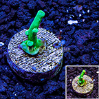 LiveAquaria® Neon Wintergreen Acropora Coral (click for more detail)