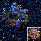 Miami Hurricane Colony Polyp Rock Zoanthus Indonesia IM (click for more detail)