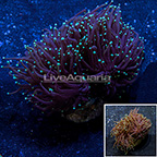 Green Tip Torch Coral Indonesia (click for more detail)