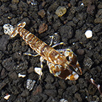 Tiger Snapping Shrimp (click for more detail)