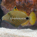 Undulated Triggerfish  (click for more detail)