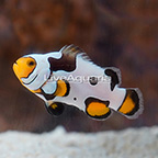 Onyx Picasso Clownfish (click for more detail)