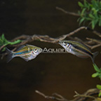 Goyder River Trifasciata Rainbowfish (Bonded Pair) (click for more detail)