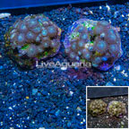 Two Pack Zoanthus Coral Indonesia (click for more detail)