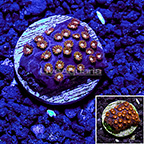 USA Cultured Cyphastrea Coral (click for more detail)