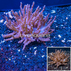 Tree Coral Indonesia (click for more detail)