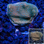 LiveAquaria® Cultured Montipora Coral (click for more detail)
