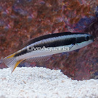 Blunthead Wrasse (click for more detail)
