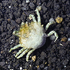 Pitho Crab [Blemish] (click for more detail)
