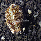 Cowrie Tiger Snail (click for more detail)