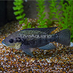 Spotted Tilapia  (click for more detail)