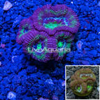LiveAquaria® Cultured Ultra Acan Lord Coral (click for more detail)