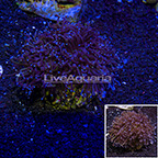 Gold Torch Coral Indonesia (click for more detail)