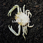 Pitho Crab  (click for more detail)