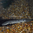 Barred Bichir  (click for more detail)