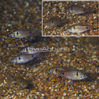 Odessa Barb (Group of 9) (click for more detail)